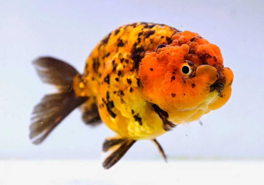 Keeping Ranchu Goldfish