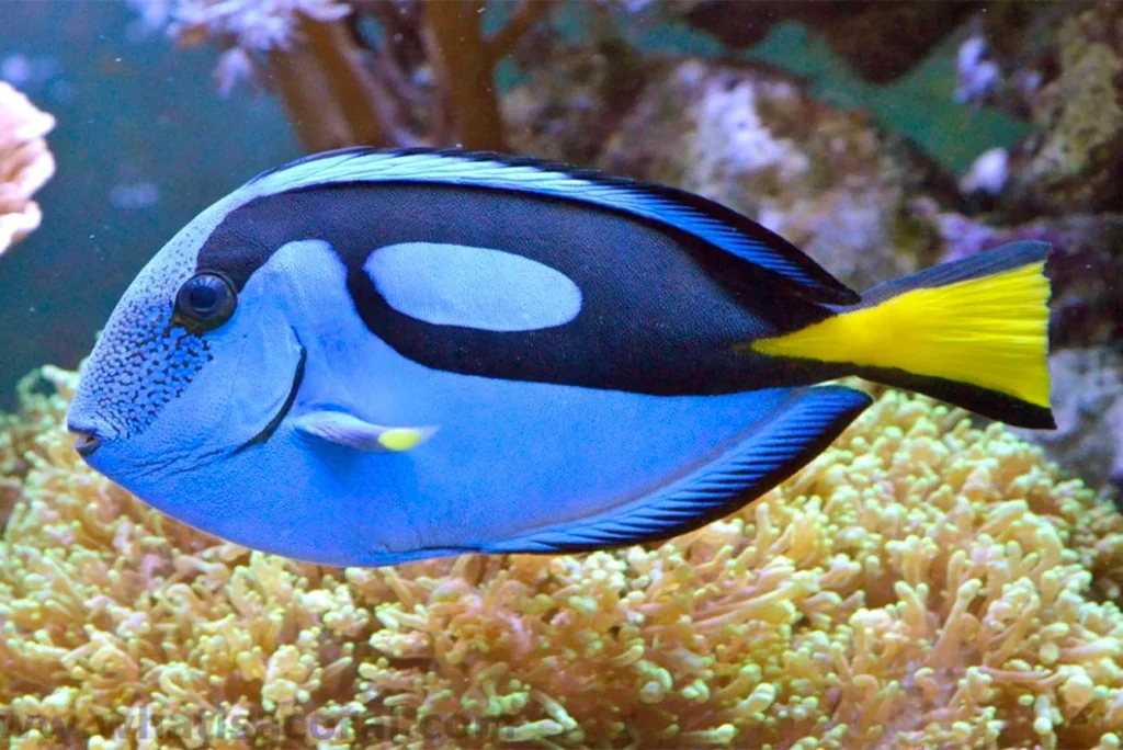 Regal Tang