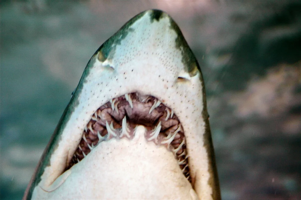 Shark teeth - Do Fish Have Teeth?