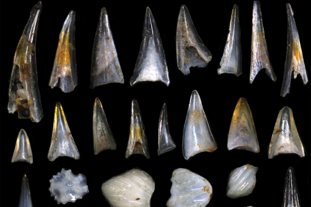 evolution of fish teeth 