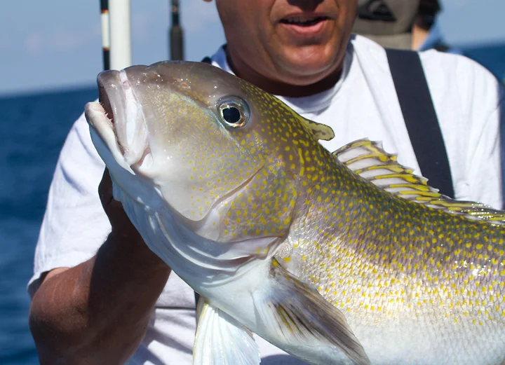 Tilefish 