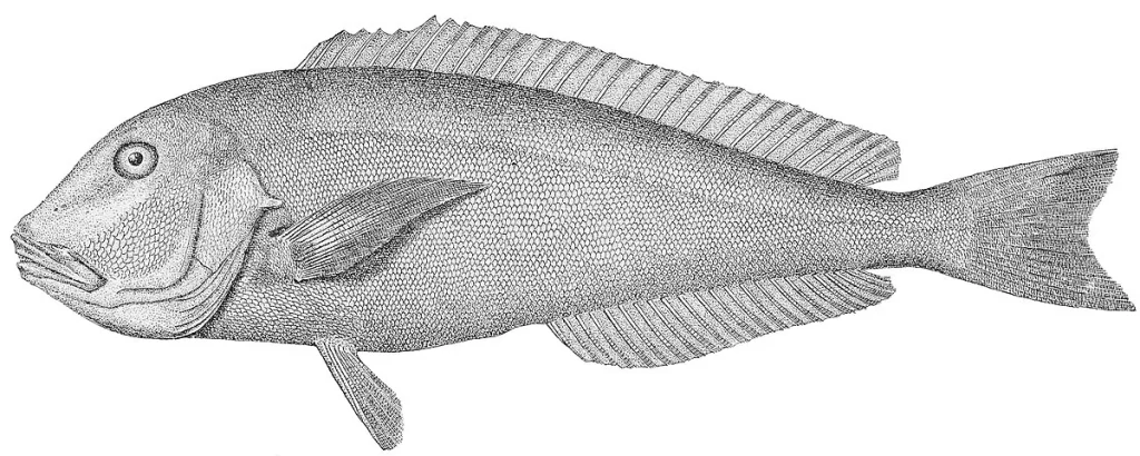 Tilefish