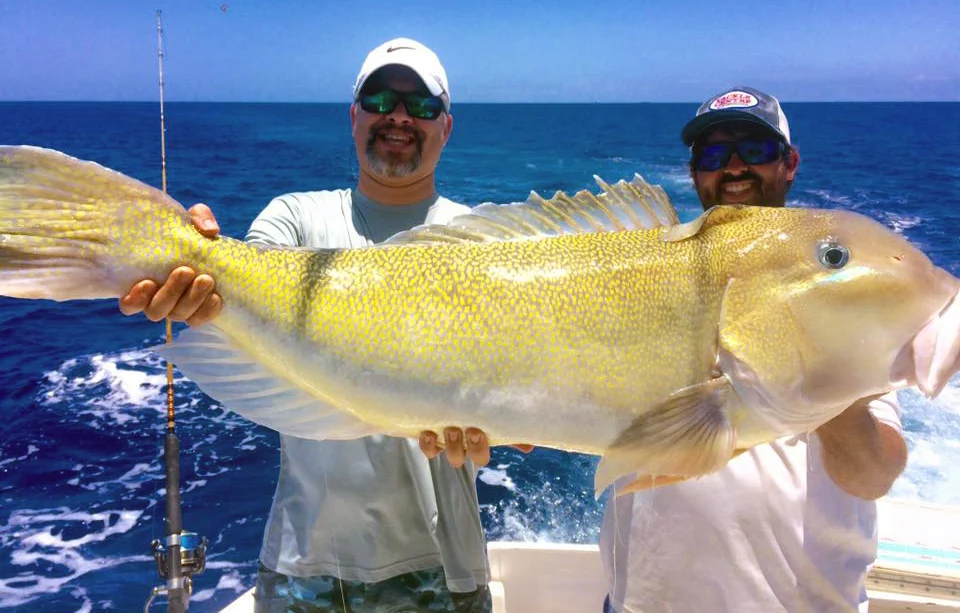 golden Tilefish