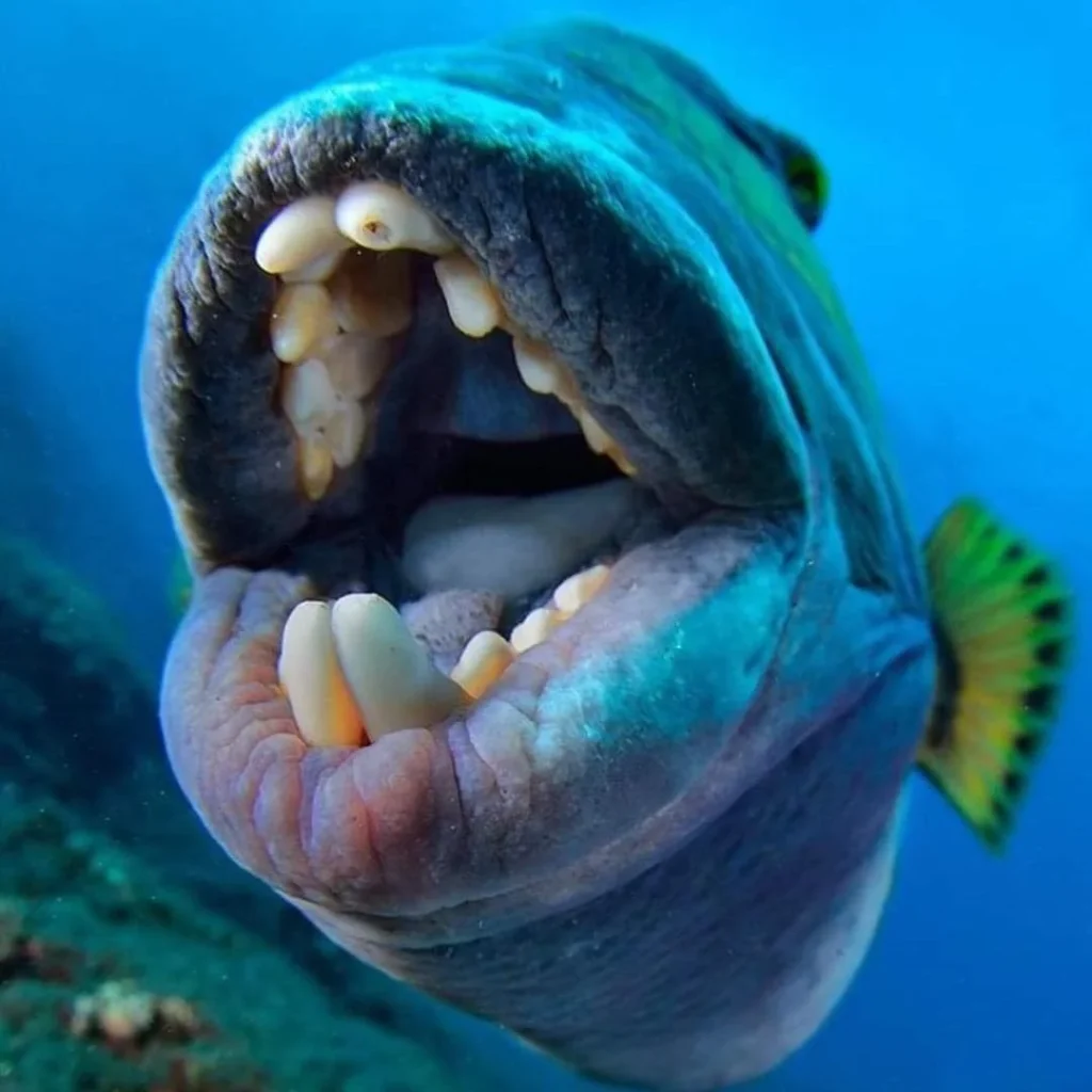 Triggerfish- teeth