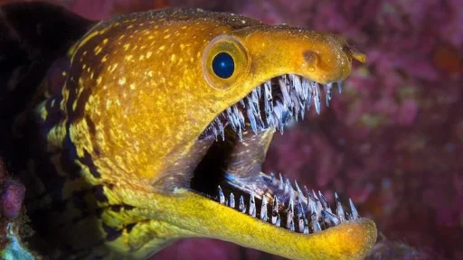 moray eel teeth