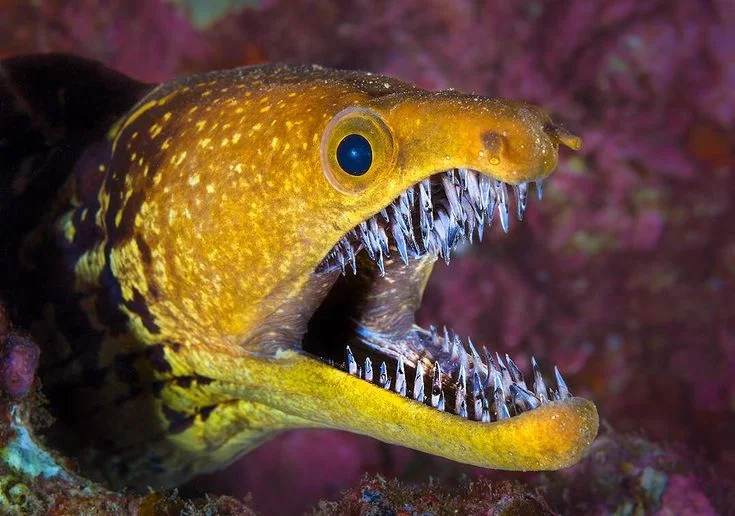  moray eel teeth - Do Fish Have Teeth