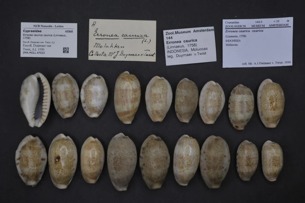 caurica, cowries classification