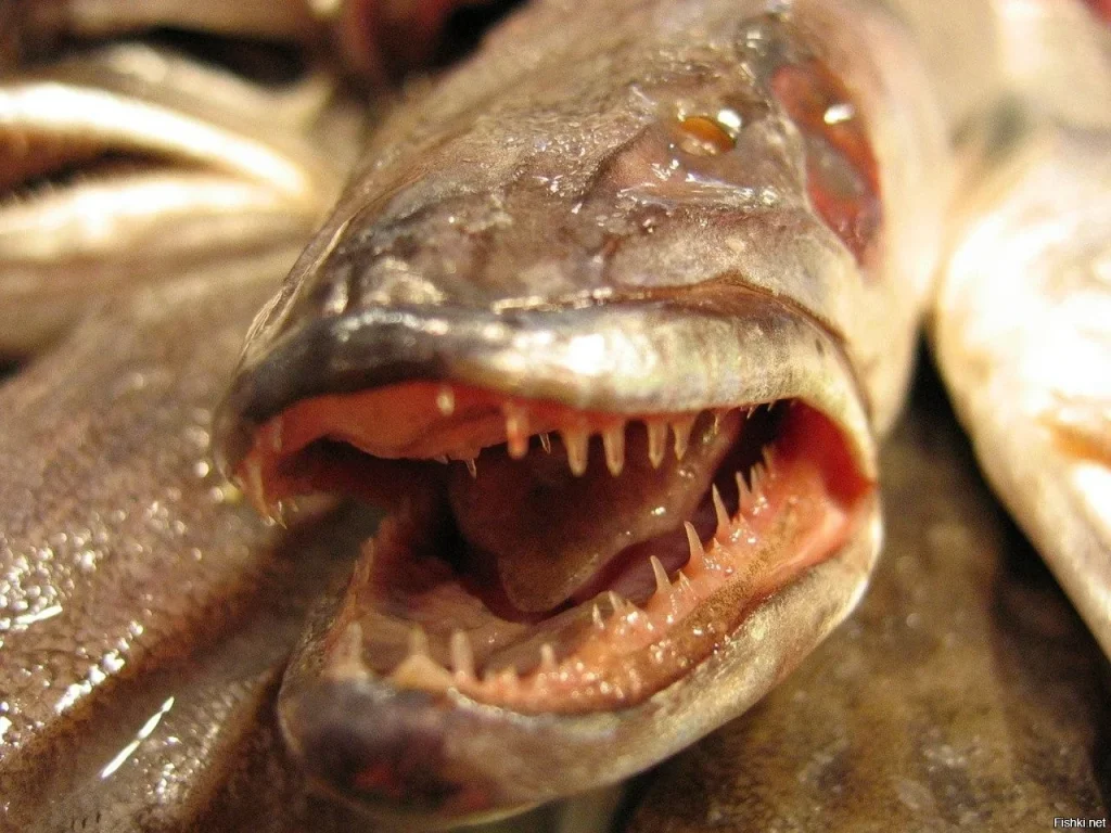 Villiform fish teeth