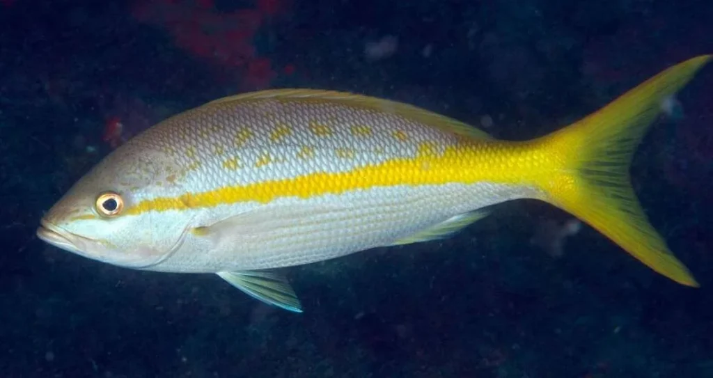 Yellowtail Snapper