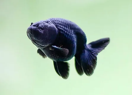 black Ranchu Goldfish