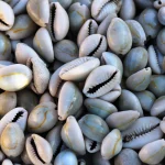 caurica shells, cowrie shells