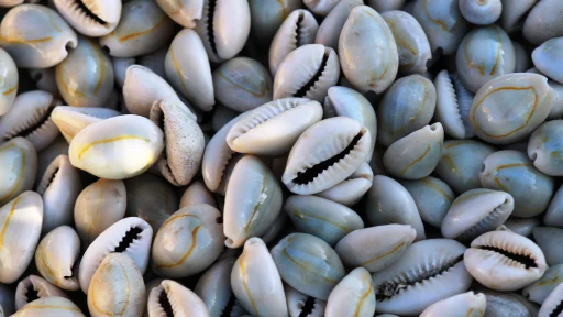 caurica shells, cowrie shells