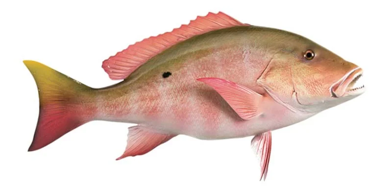 mutton snapper Physical Characteristics and Appearance