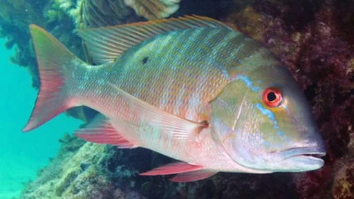 mutton snapper Snapper fish