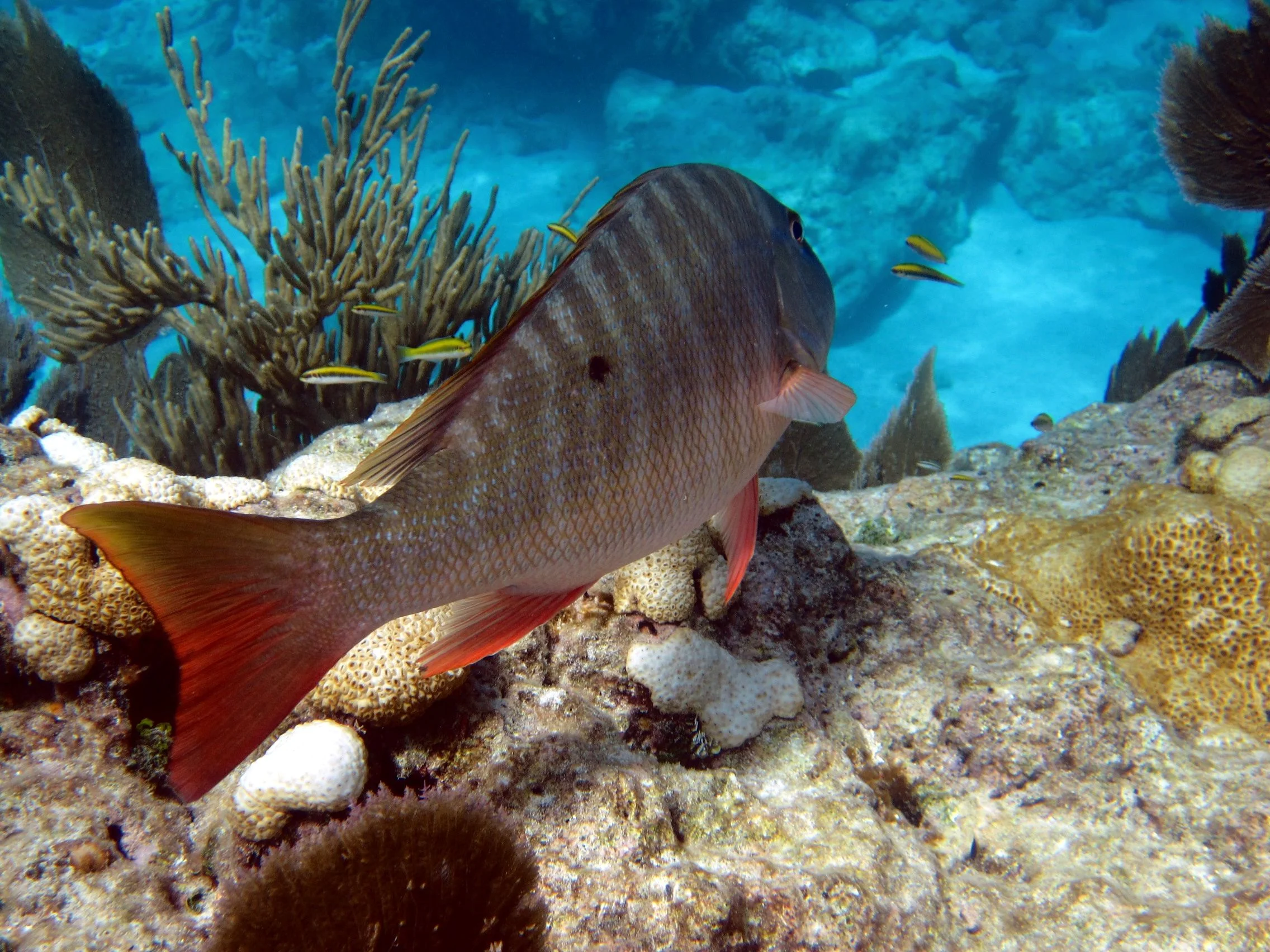 mutton snapper Snapper fish from behind