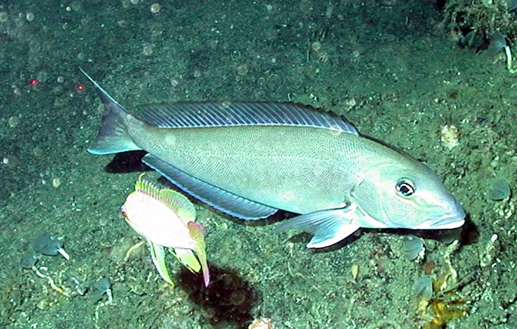 Blueline Tilefish