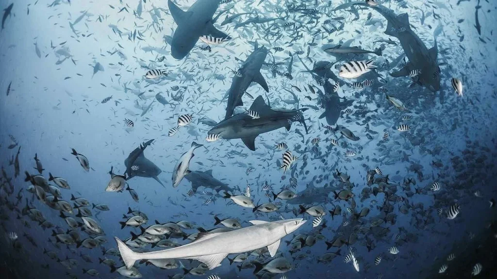 countless different types of fish and sharks and other sea creatures