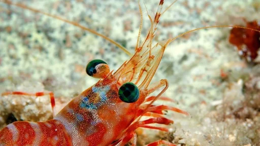 shrimps eyes - What Do Shrimp Eat in the Ocean?