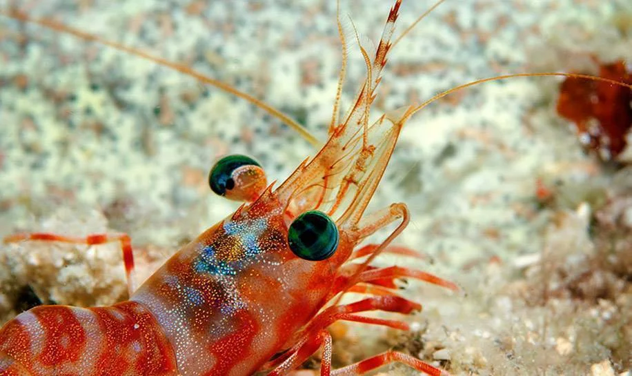 shrimps eyes - What Do Shrimp Eat in the Ocean?